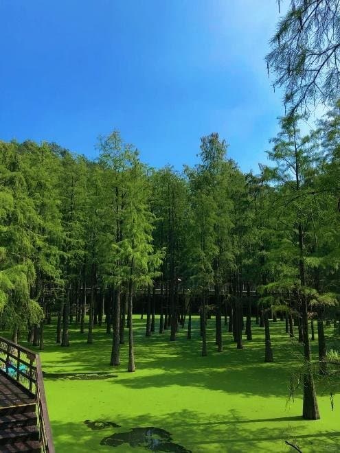 Hàng Châu - Ô Trấn (Sáng/trưa/tối) - ảnh 1